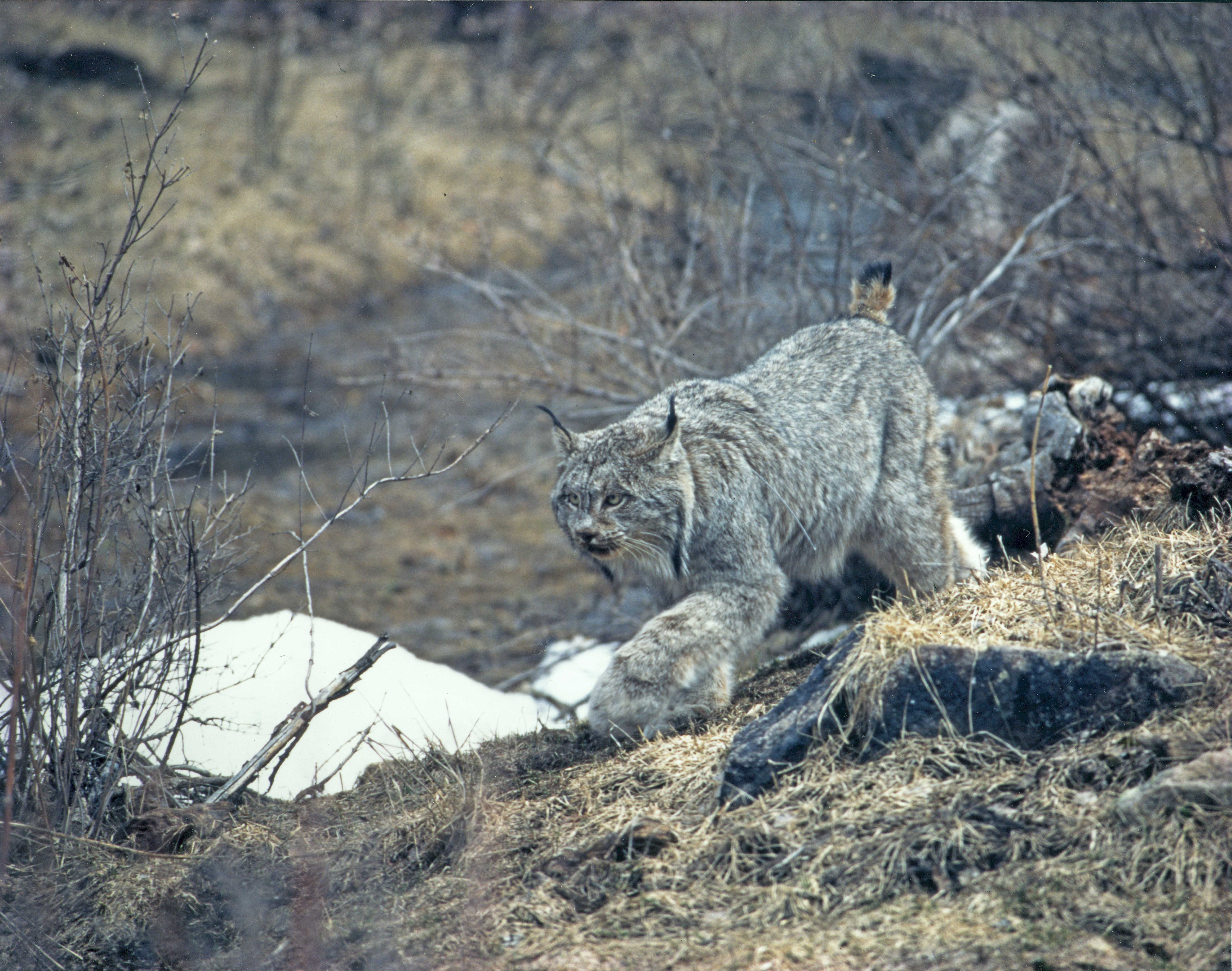 The Link Between Lynx and National Forests Defenders of Wildlife